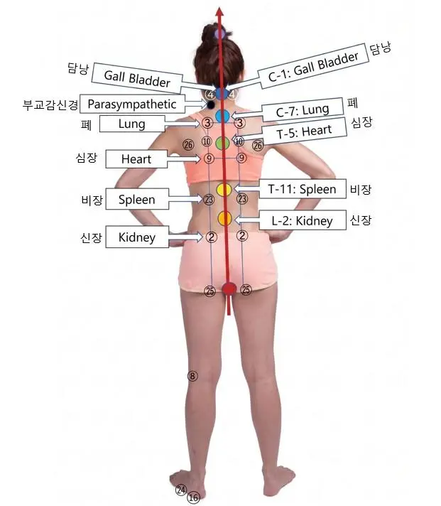 NovaCell 독맥 생체 회로 안내 이미지